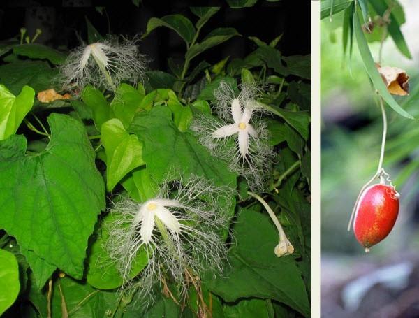 Cây Qua lâu trứng. Trichosanthes ovigera Blume - Cây Thuốc Nam Quanh Ta